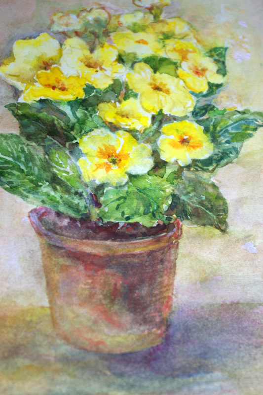Gelbe Primeln im Topf